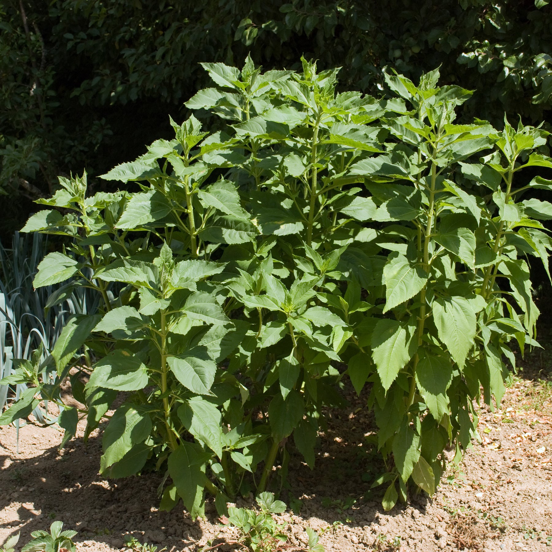 Helianthus tuberosus - 5 Topinambours Violets - Autres plants potagers