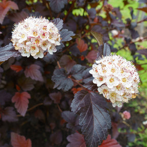 Physocarpe Red Baron - Willemse