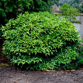 Aucuba japonica variegata - Aucuba du Japon Variegata - Arbustes à feuillage persistant