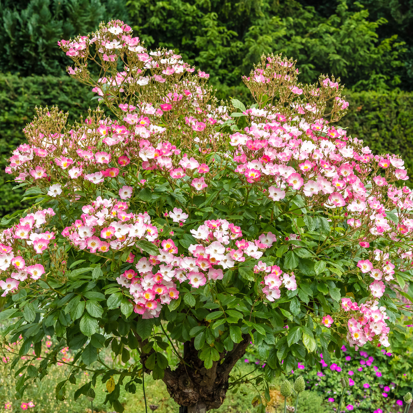 Rosier Ballerina - Willemse
