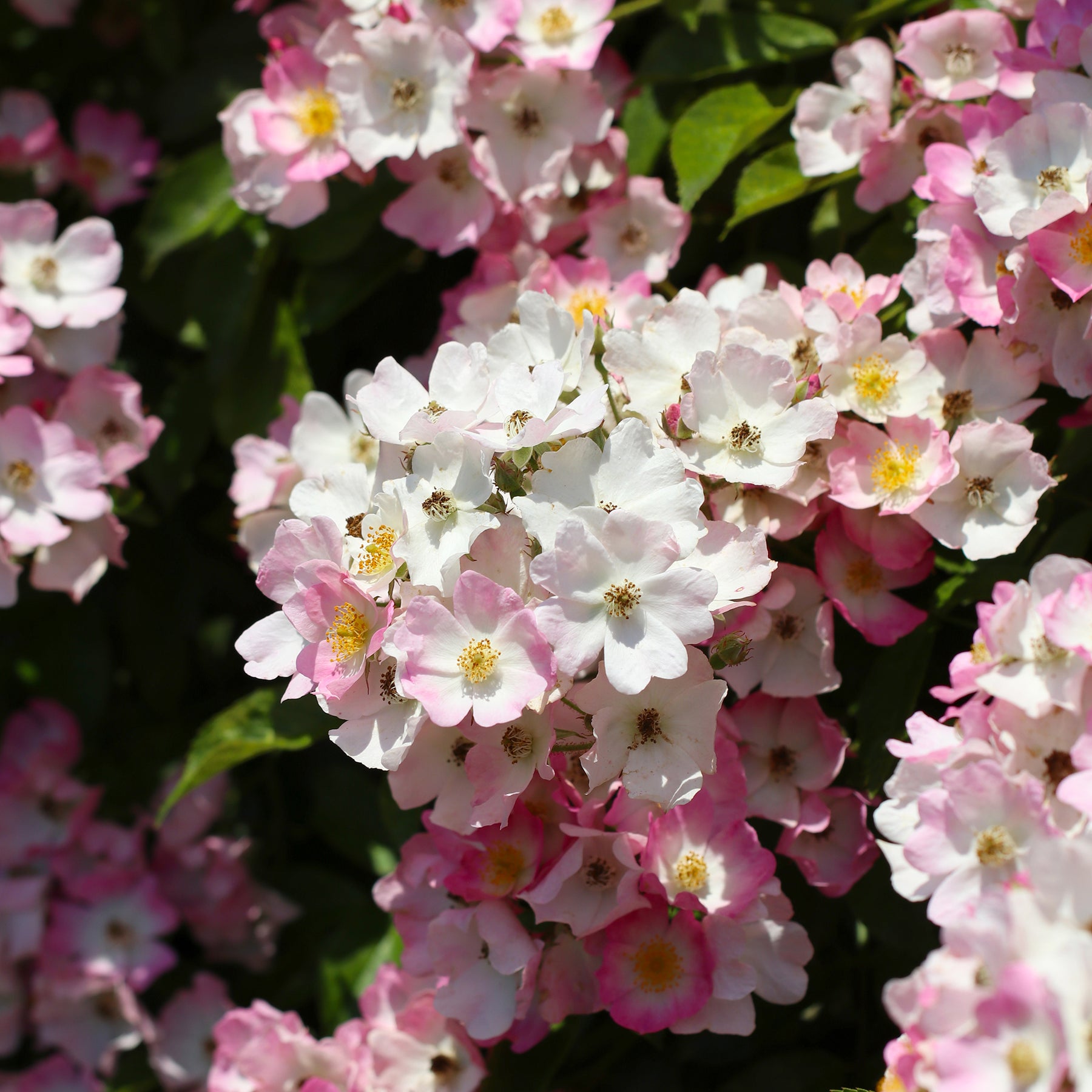  - Rosier Ballerina - Rosa ballerina