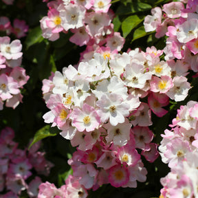  - Rosier Ballerina - Rosa ballerina