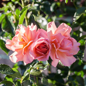Rosier Aprikola® - Willemse