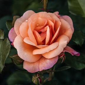 Rosa Aprikola ® - Rosier Aprikola® - Rosier couvre-sol