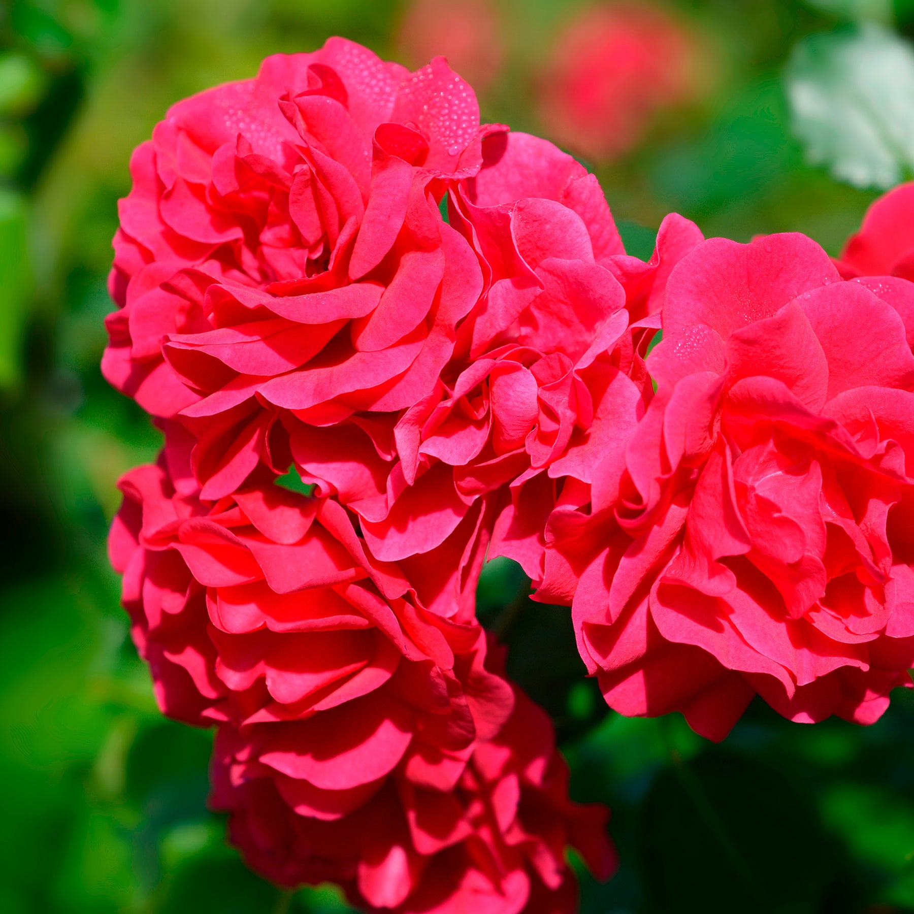 Rosa Toscana ® - Rosier Toscana® - Rosiers à fleurs groupées polyantha