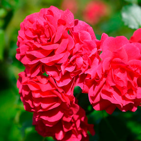 Rosa Toscana ® - Rosier Toscana® - Rosiers à fleurs groupées polyantha