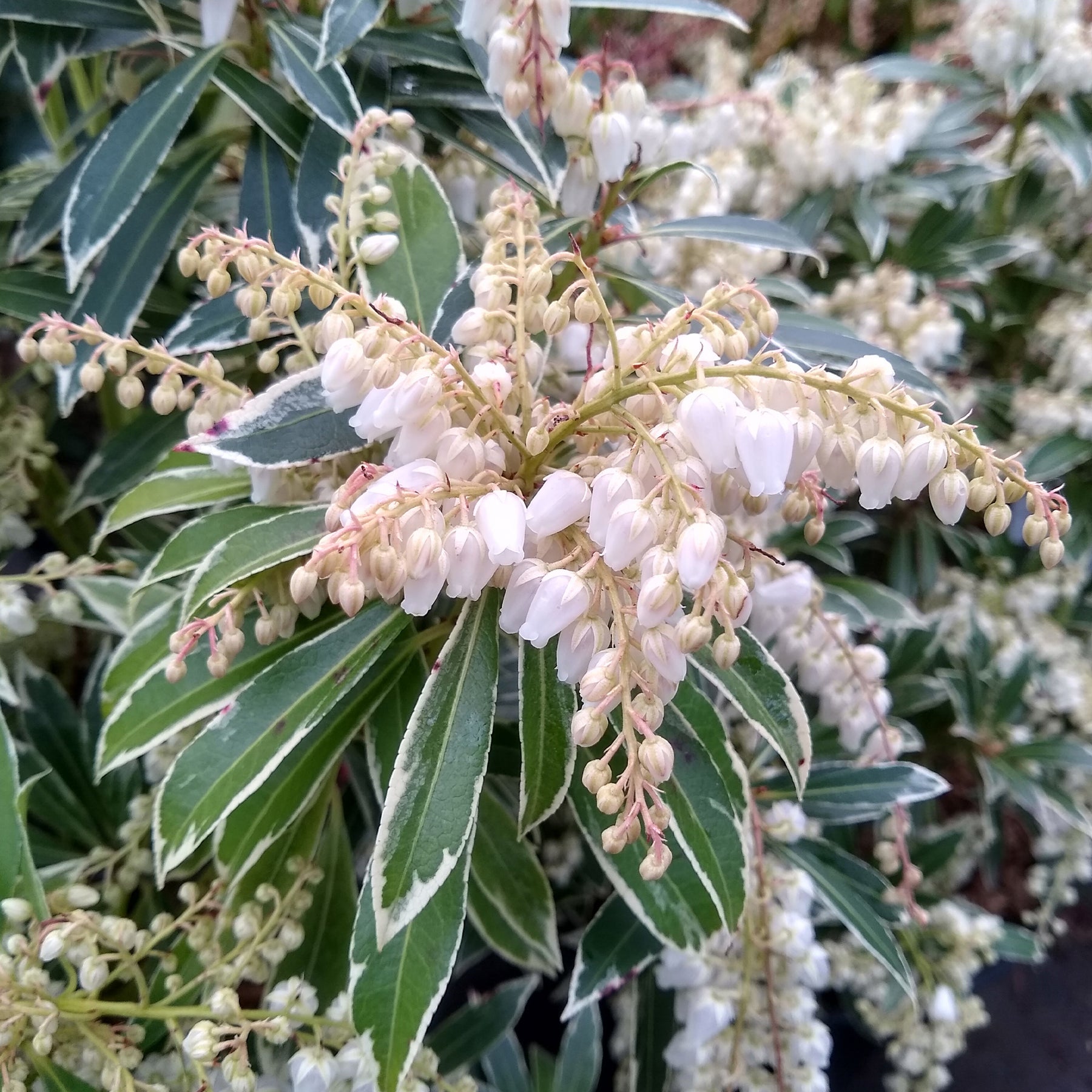 Pieris japonica Flaming Silver - Andromède Flaming Silver - Andromède - Pieris