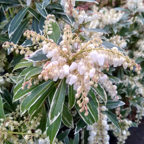 Pieris japonica Flaming Silver - Andromède Flaming Silver - Andromède - Pieris