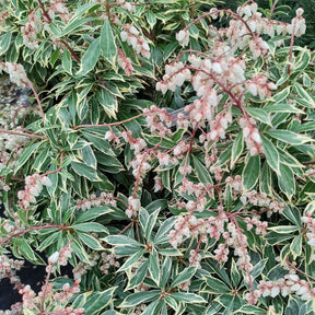 Andromède - Pieris - Andromède Flaming Silver - Pieris japonica Flaming Silver