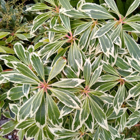 Vente Andromède Flaming Silver - Pieris japonica Flaming Silver
