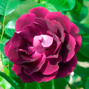Rosier Burgundy Ice ® - Rosa burgundy ice ® - Willemse