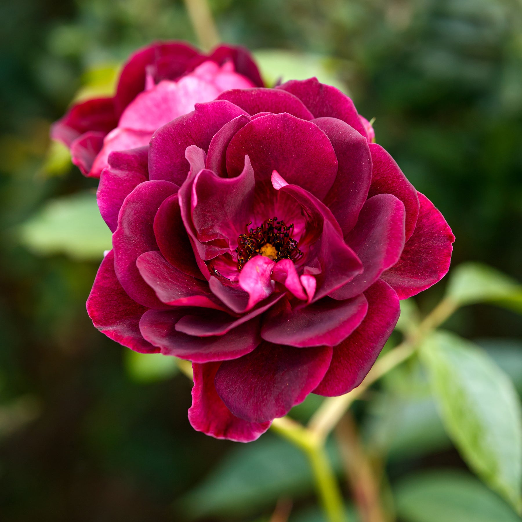 Rosa burgundy ice ® - Rosier Burgundy Ice ® - Rosiers buisson