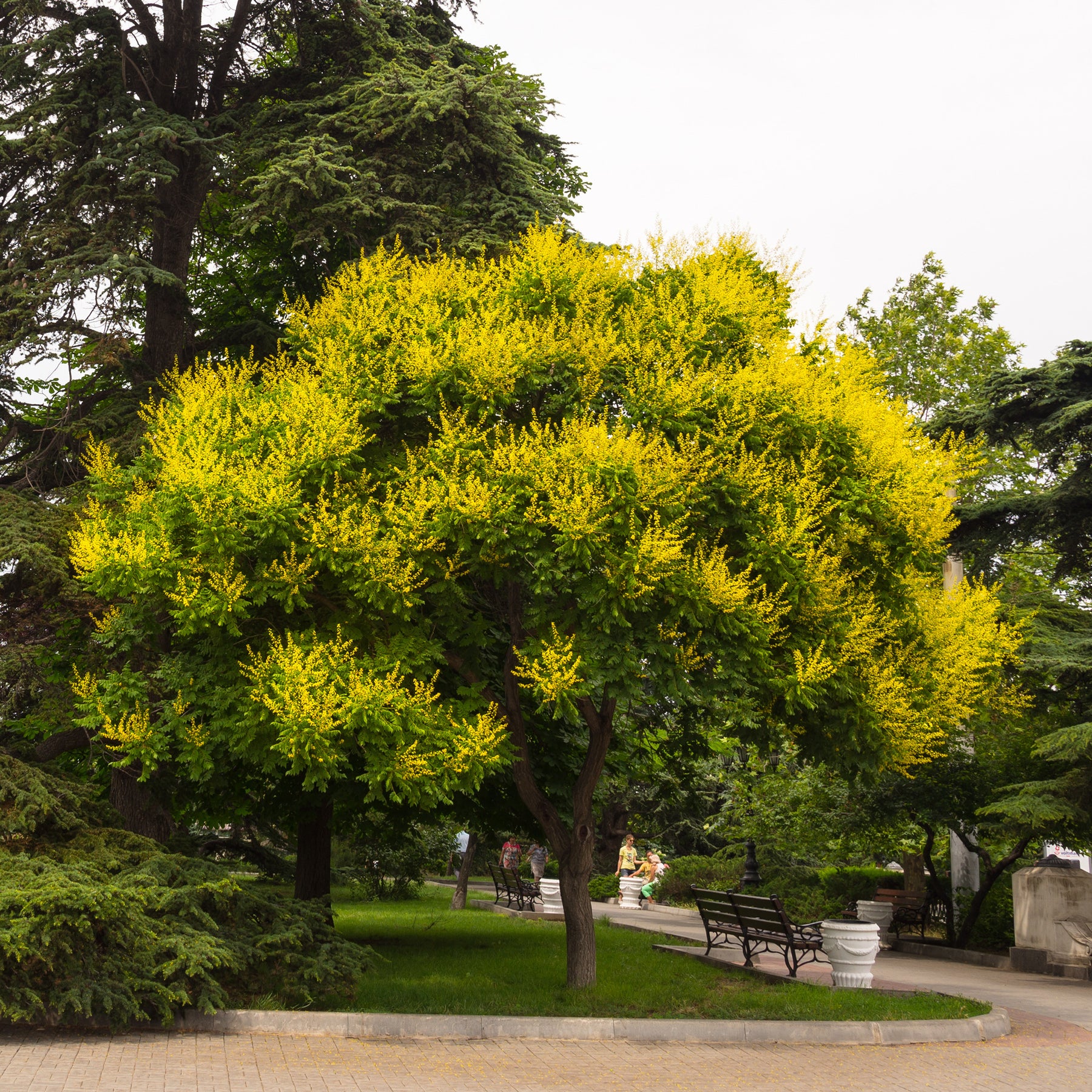 Vente Savonnier - Koelreuteria paniculata