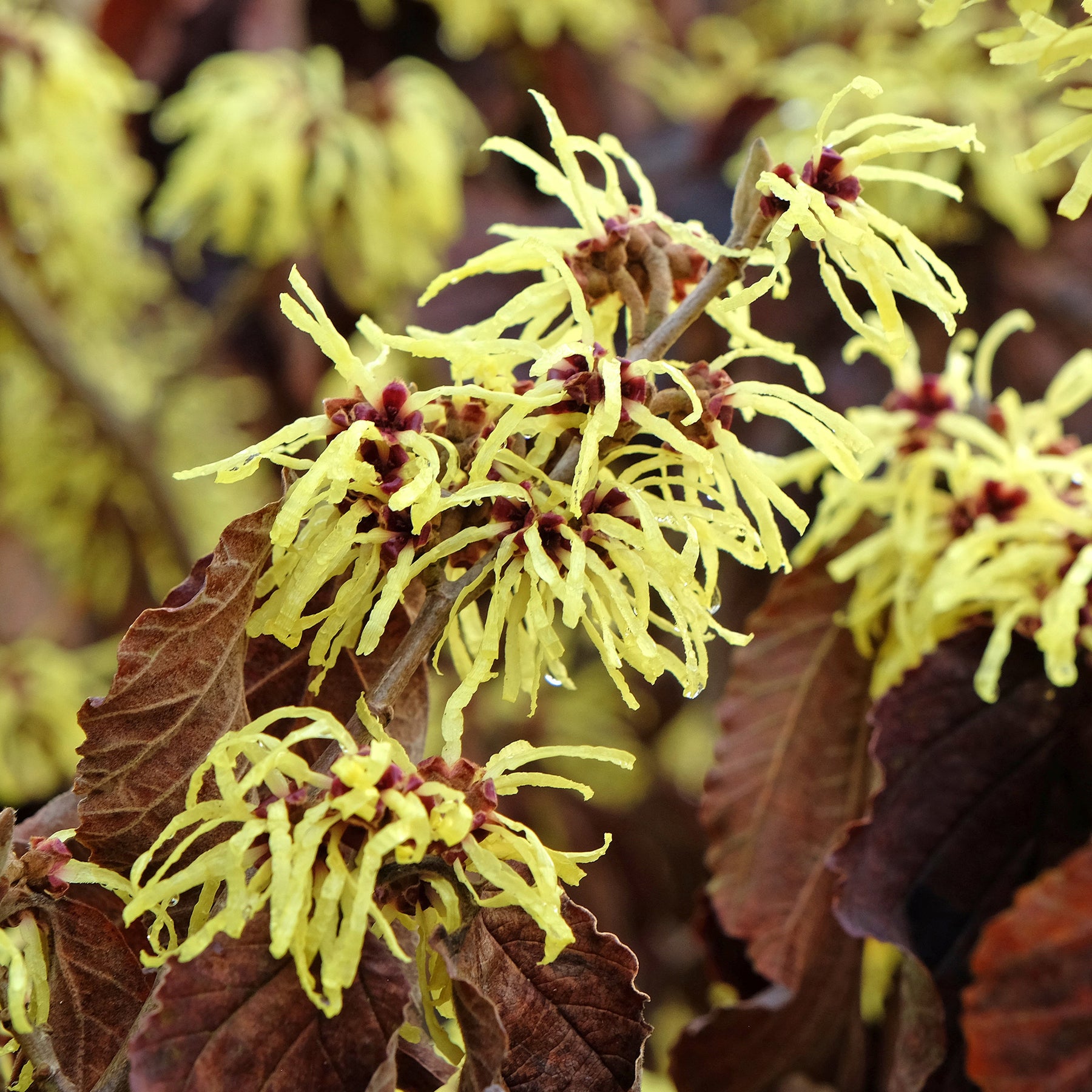 Hamamelis intermedia 'sunburst' - Hamamélis intermedia Sunburst - Hamamélis