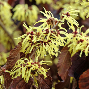 Hamamelis intermedia 'sunburst' - Hamamélis intermedia Sunburst - Hamamélis