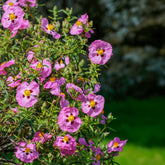 Ciste pourpre - Willemse