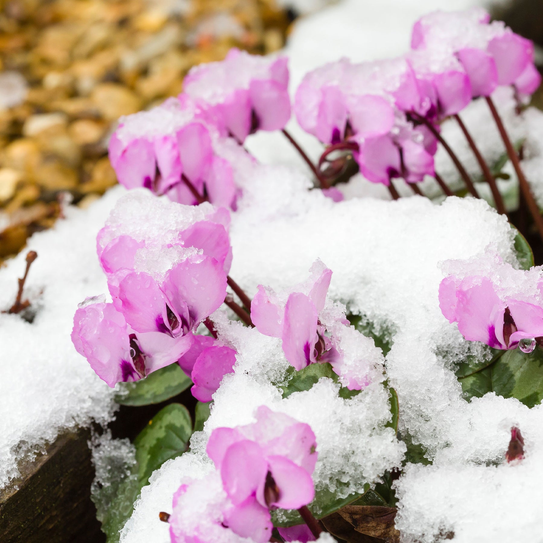 Cyclamen - Cyclamen coum Rose - Cyclamen coum