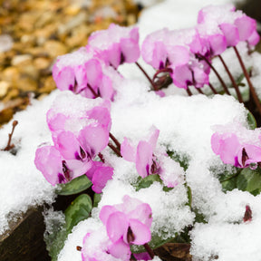 Cyclamen - Cyclamen coum Rose - Cyclamen coum