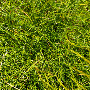 Fétuque - Fétuque crin d'ours - Festuca gautieri (scoparia)