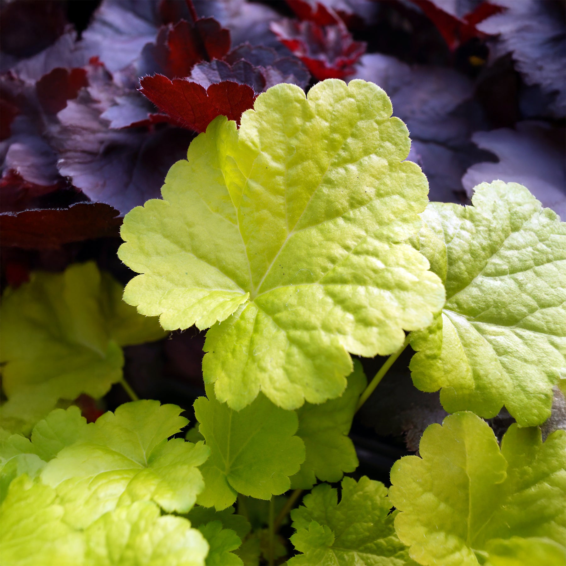 Heuchère Sweet Tart - Heuchera sweet tart - little cutie series - Willemse