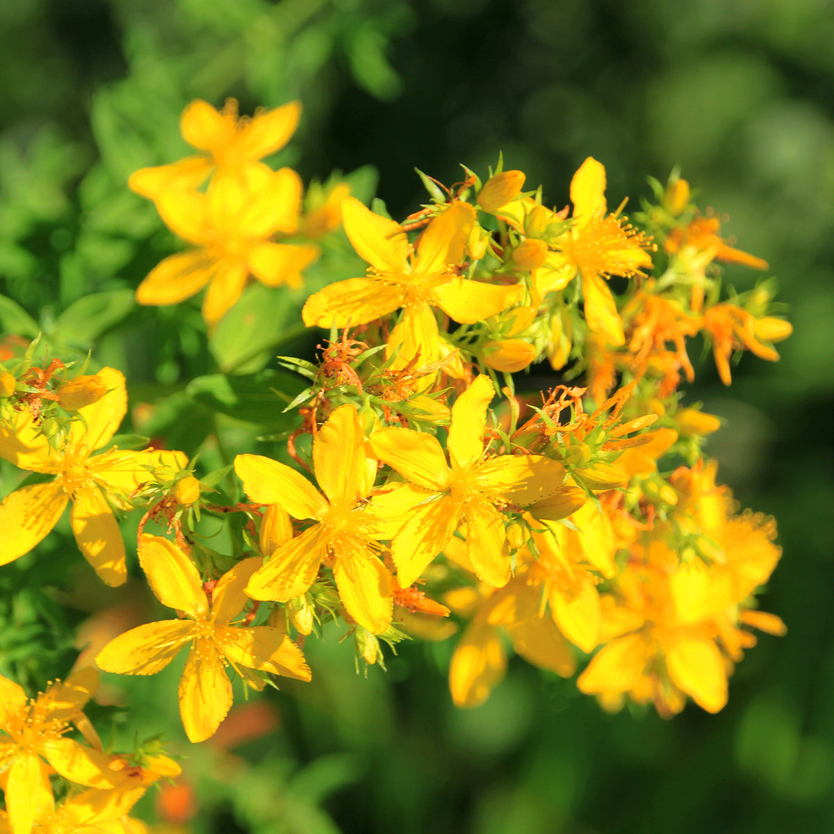Hypericum perforatum - Millepertuis perforé - Millepertuis - Hypericum