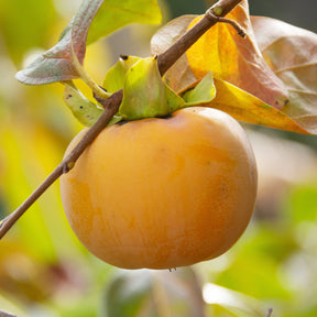 Kaki Tipo - Kaki diospyros tipo - Willemse