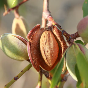 Amandier princesse - Amandier - Prunus dulcis Texas