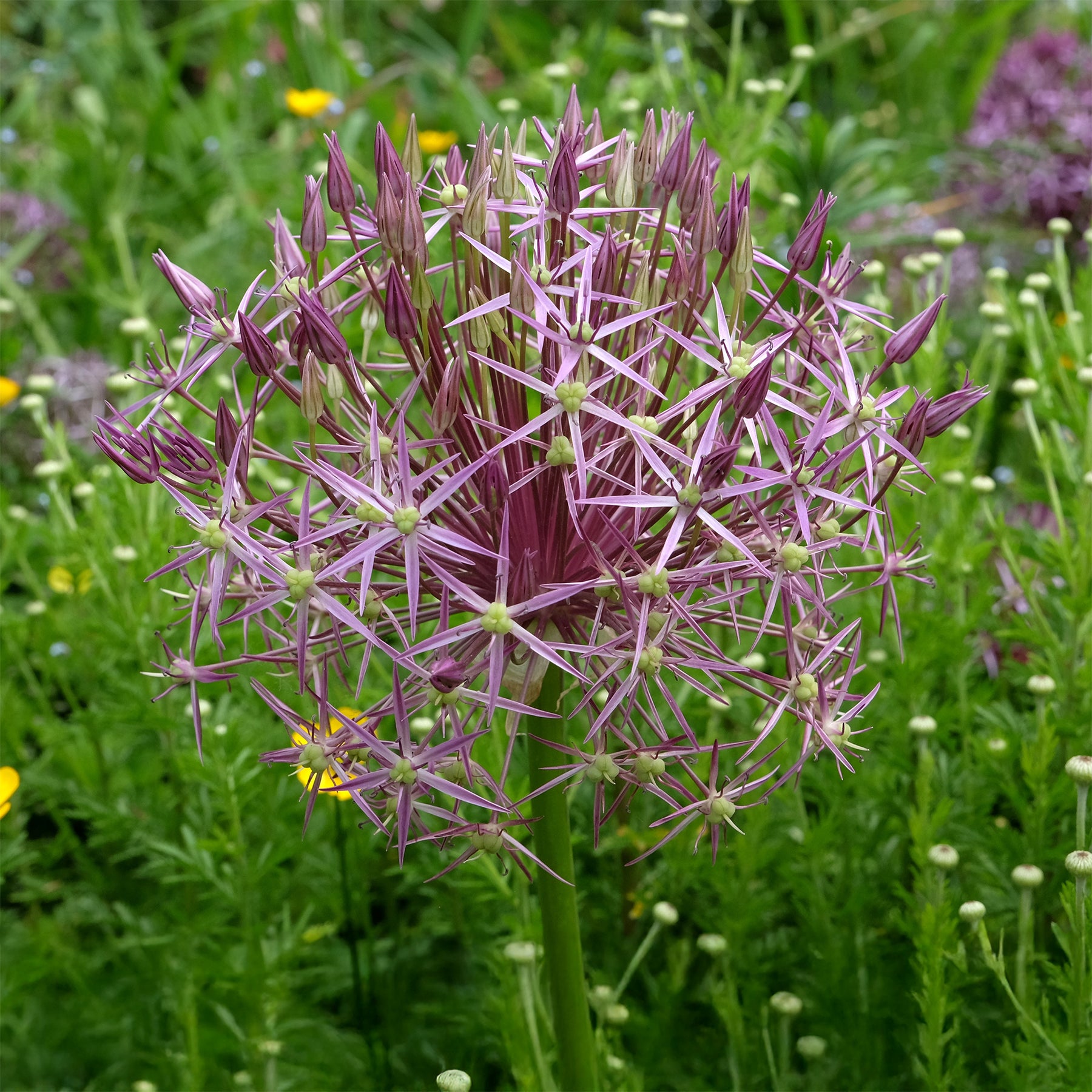 Allium christophii - 10 Alliums Christophii - Allium