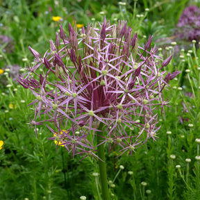 Allium christophii - 10 Alliums Christophii - Allium