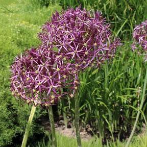 Vente 10 Alliums Christophii - Allium christophii