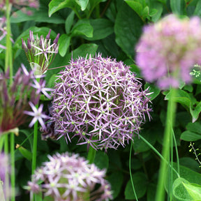 Allium - 10 Alliums Christophii - Allium christophii