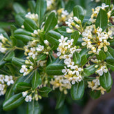Pittosporum tobira - Willemse