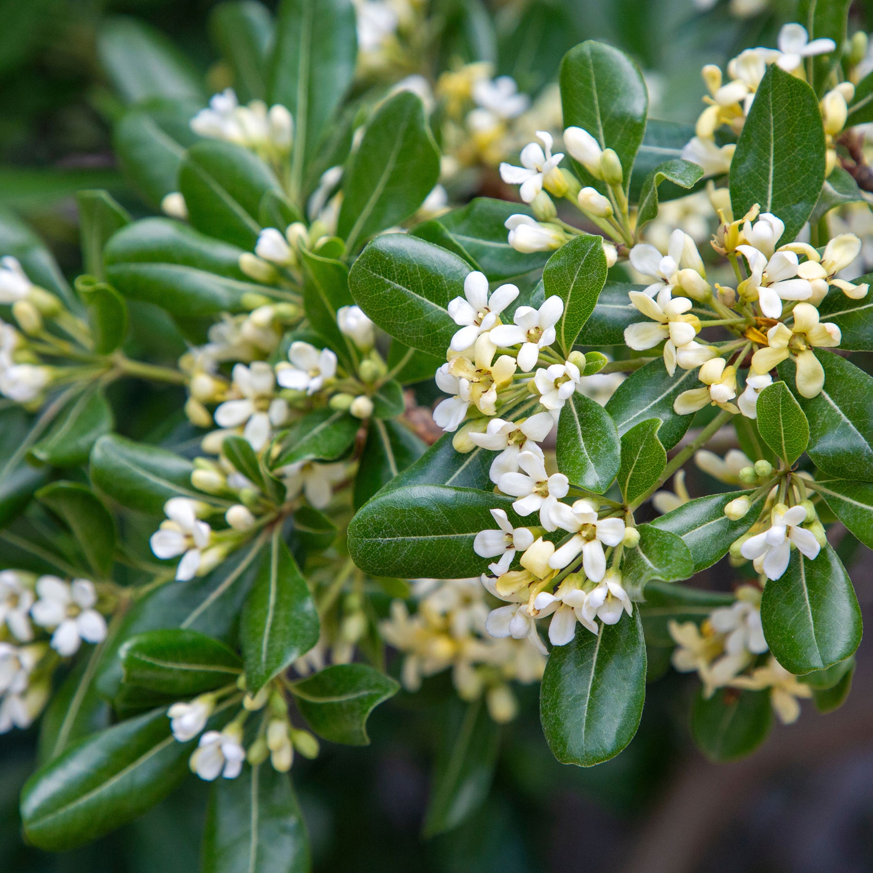 Pittosporum tobira - Willemse