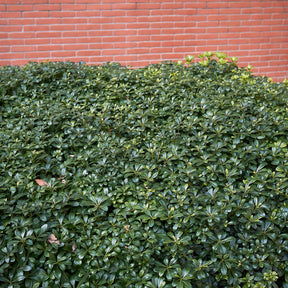 Pittosporum tobira - Pittosporums - Willemse