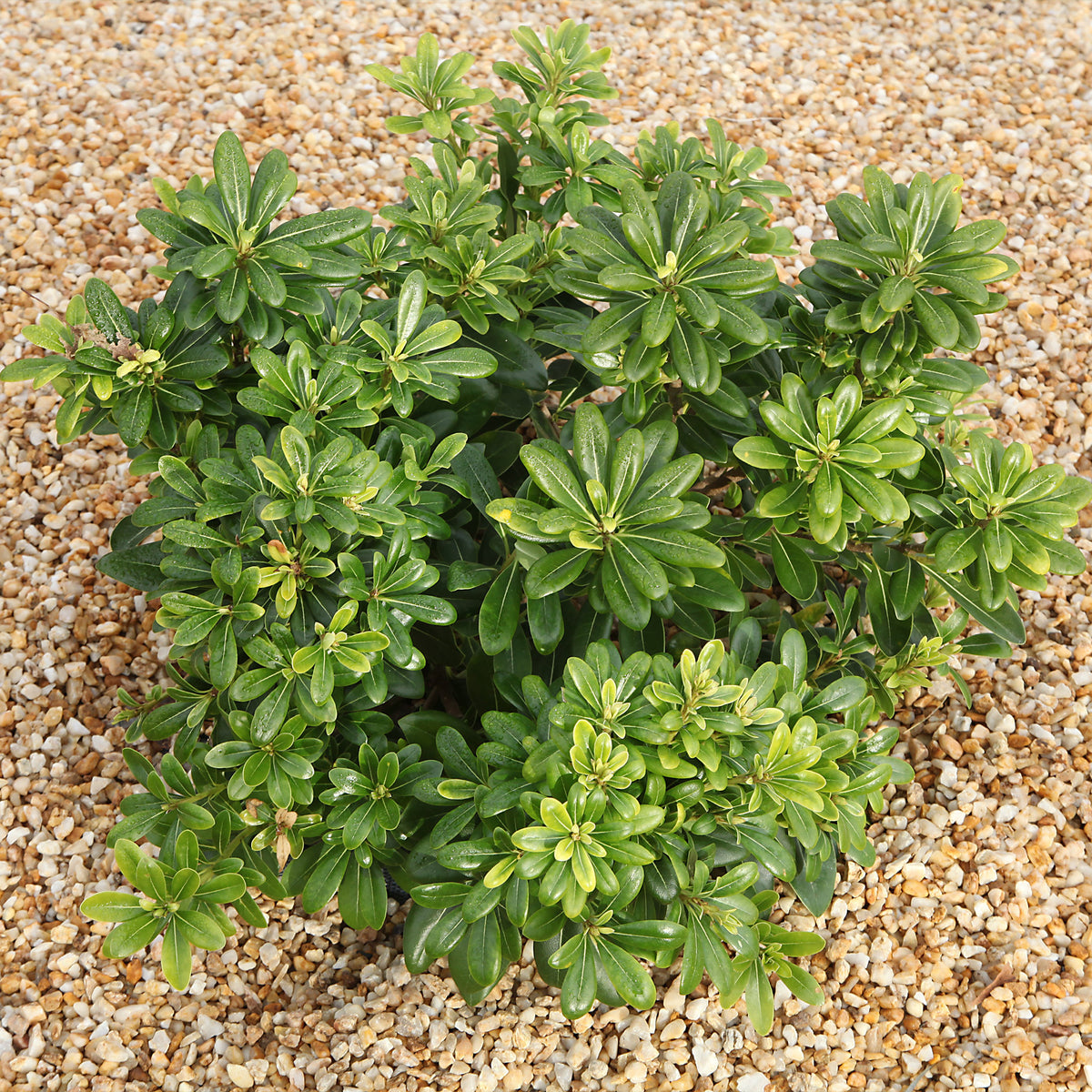 Pittosporum tobira ‘nana’ - Willemse