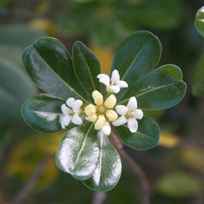 Pittosporums - Pittosporum tobira - Pittosporum tobira