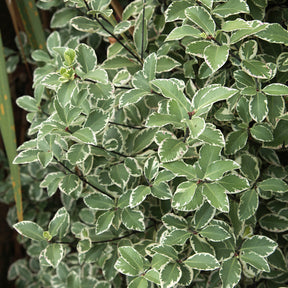 Pittosporum tenuifolium Variegatum - Pittosporum tenuifolium variegatum - Pittosporums