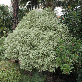 Vente Pittosporum tenuifolium variegatum - Pittosporums