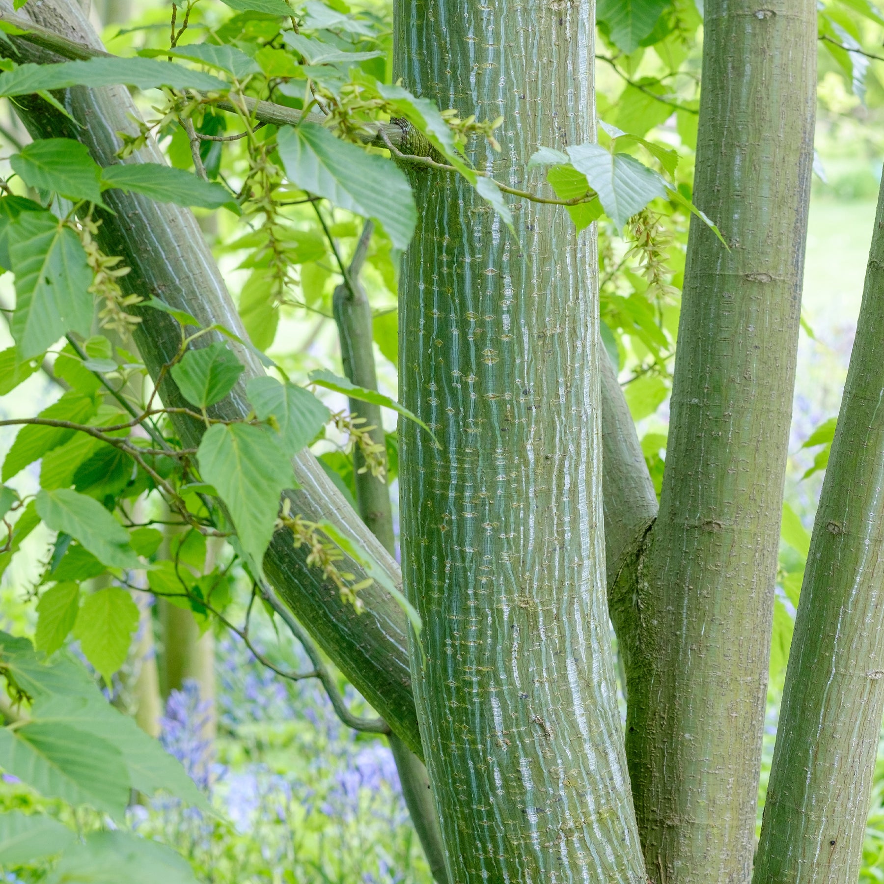 Acer davidii - Erable du père David - Erable