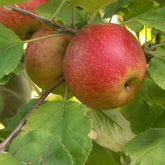 Pommier Rode Boskoop - Willemse
