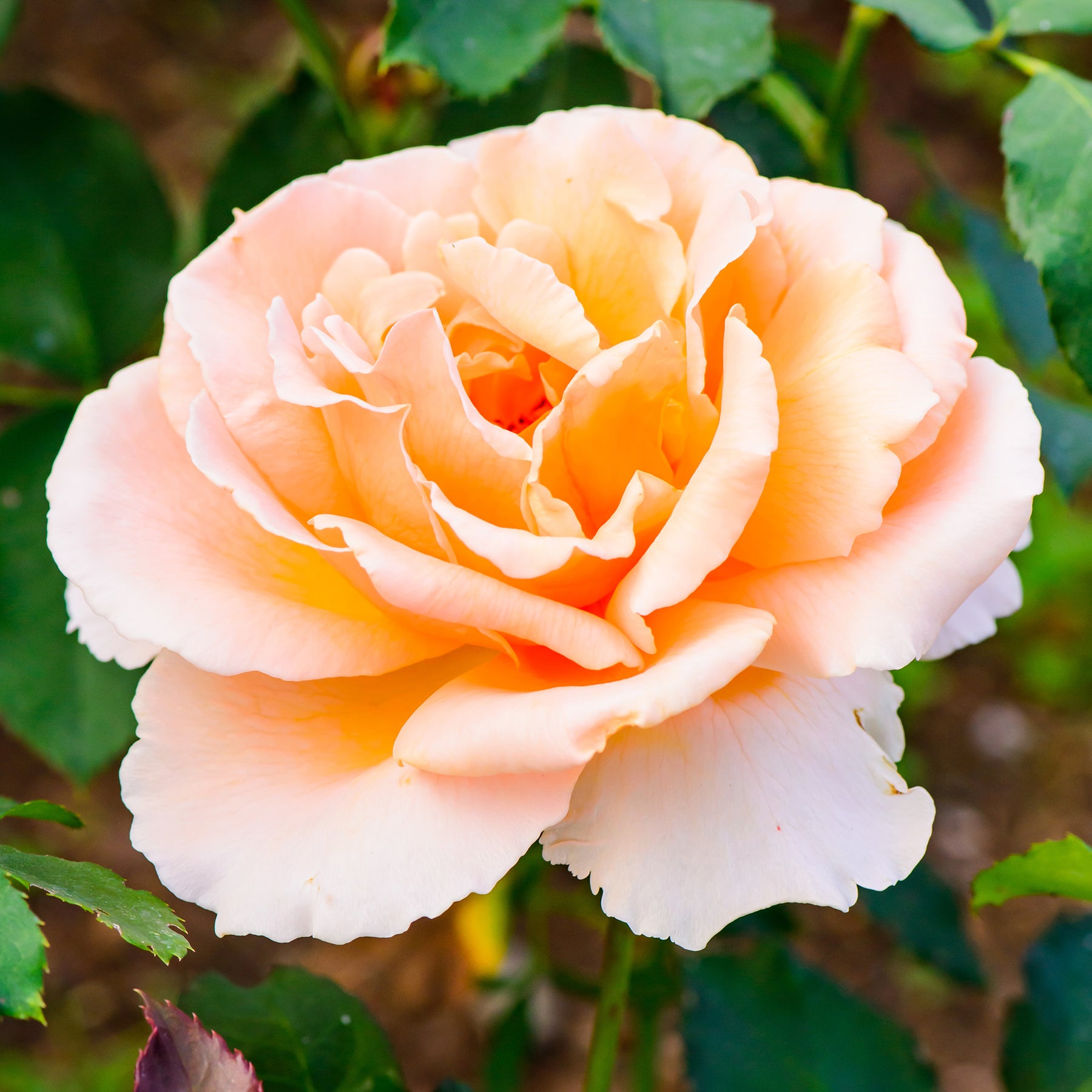 Vente Rosier  Just Joey ® - Rosa just joey ®