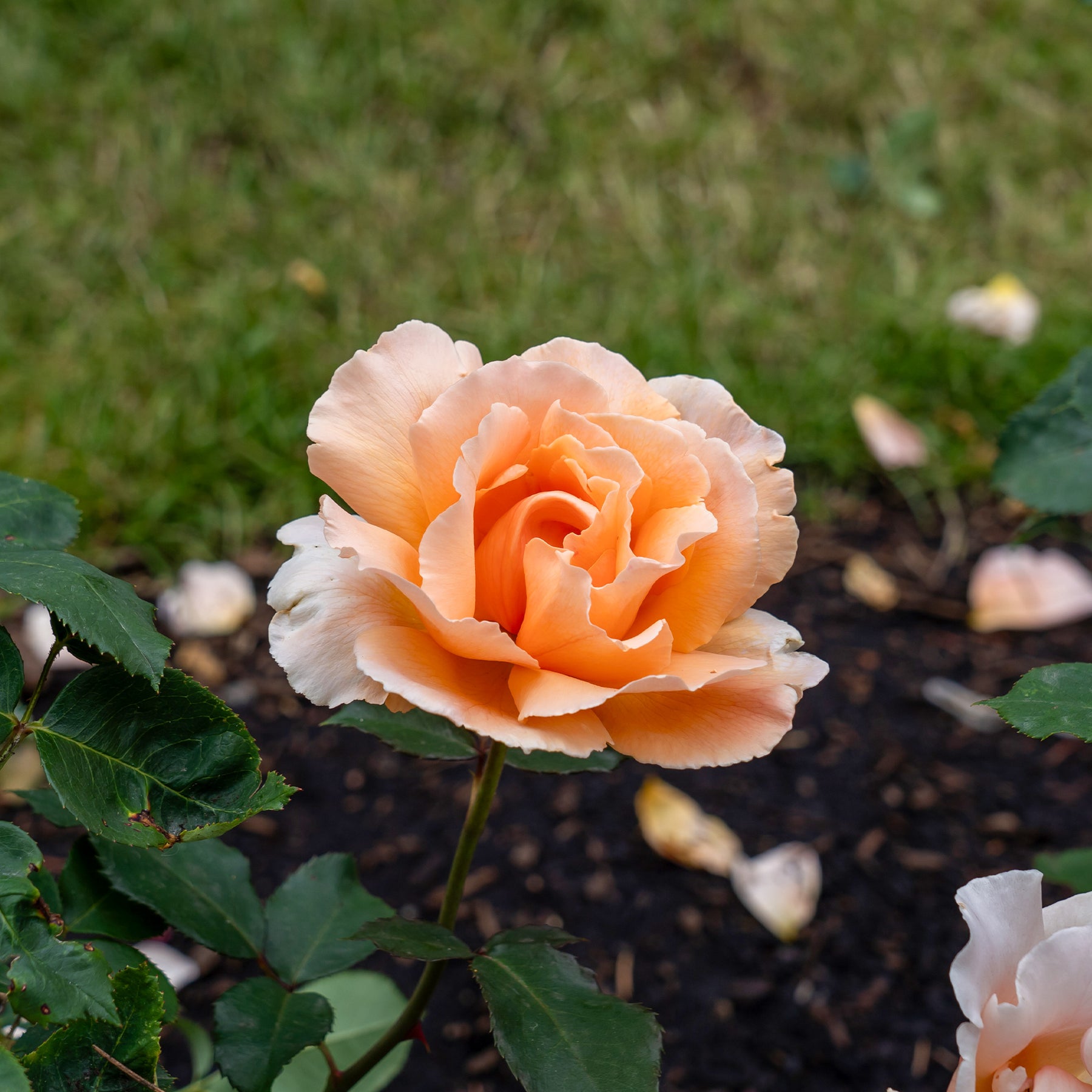 Rosa just joey ® - Rosier  Just Joey ® - Rosiers à grandes fleurs