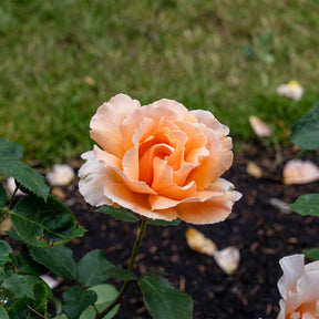 Rosa just joey ® - Rosier  Just Joey ® - Rosiers à grandes fleurs