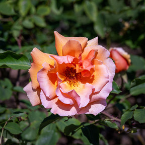 Rosiers à grandes fleurs - Rosier  Just Joey ® - Rosa just joey ®