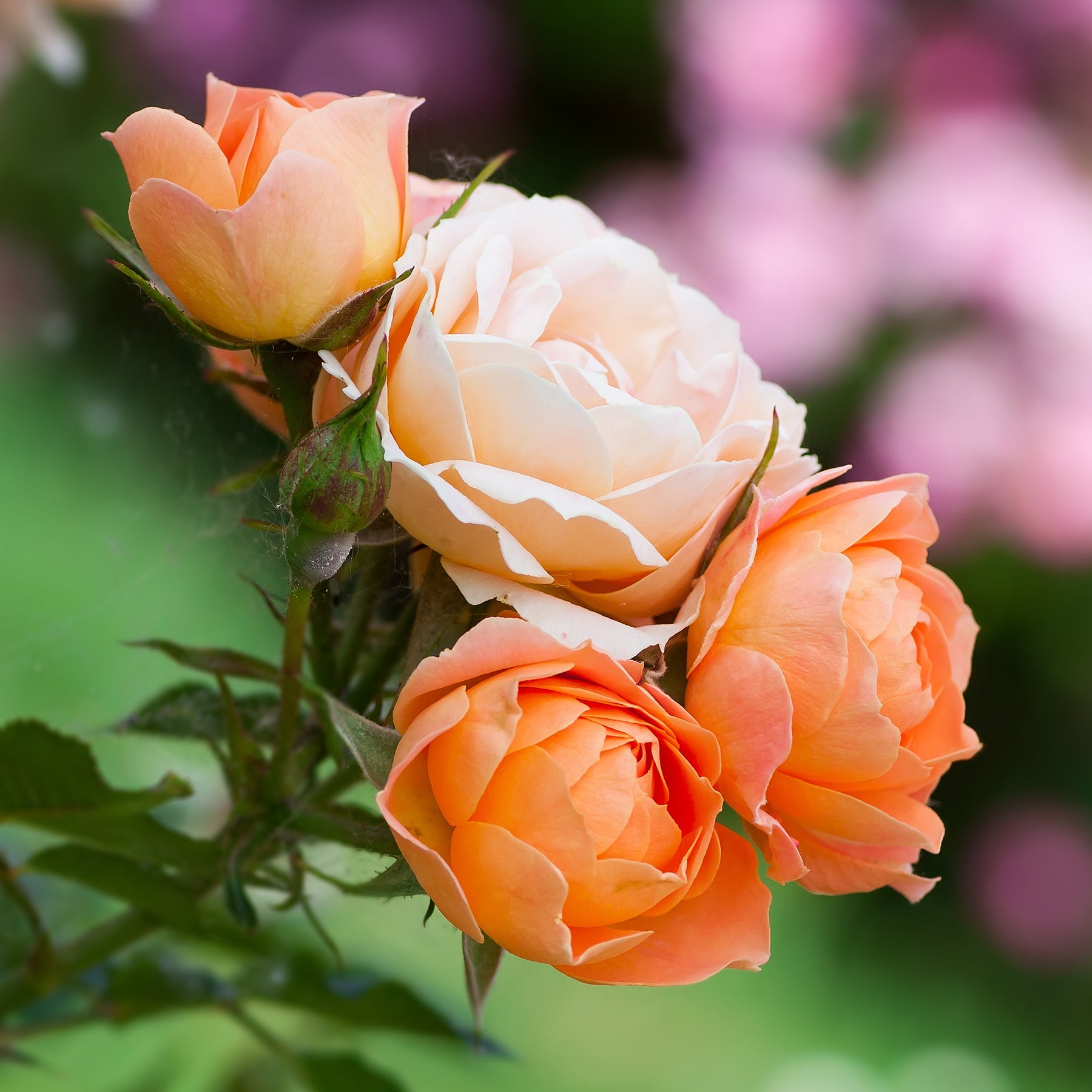 Rosa sweet dream ® - Rosier  Sweet Dream ® - Rosiers nains