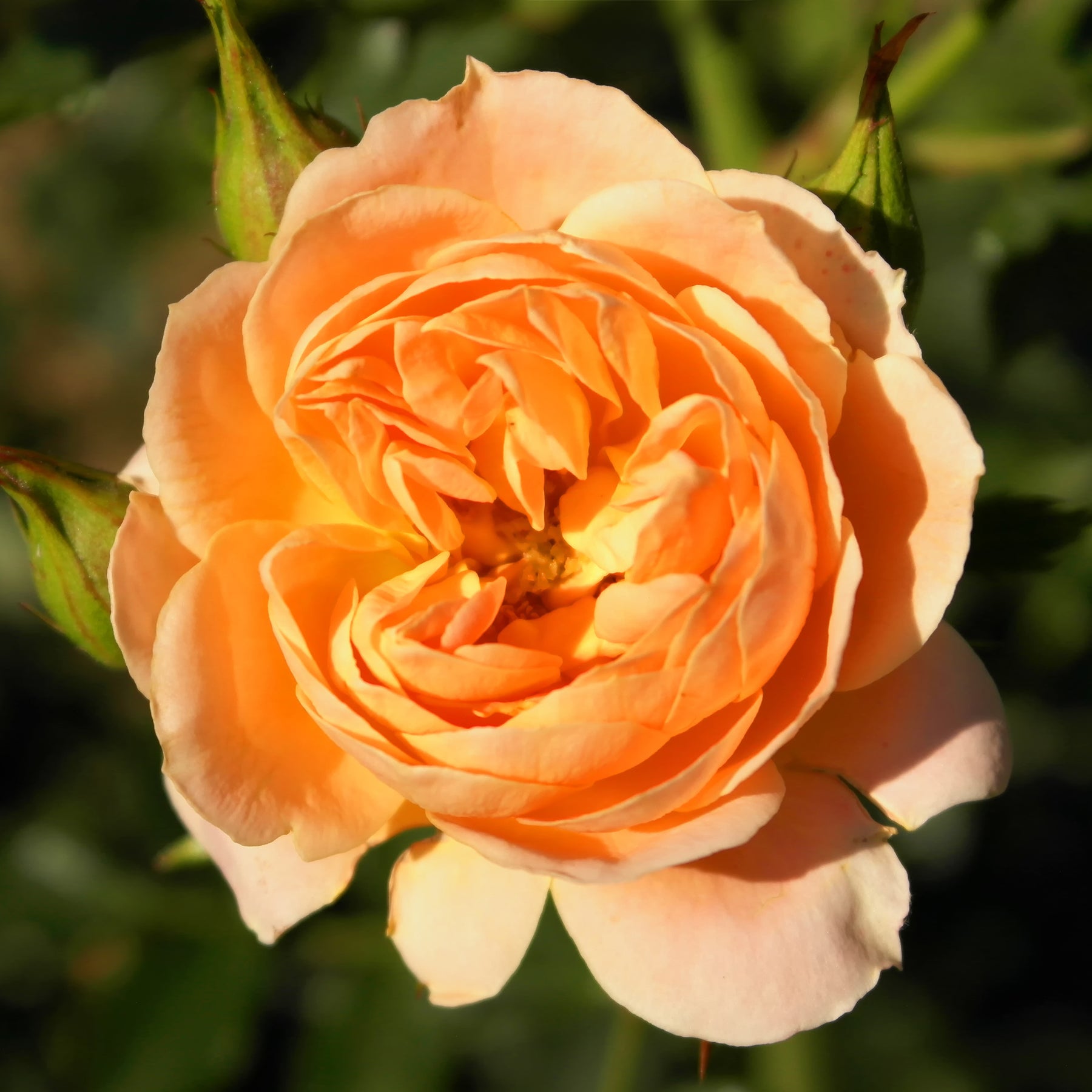 Rosier  Sweet Dream ® - Willemse