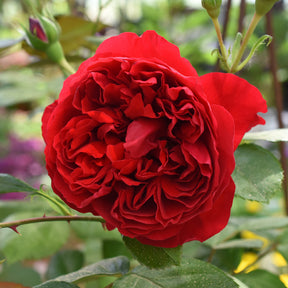 Rosiers grimpants - Rosier grimpant Florentina ® - Rosa Florentina ®