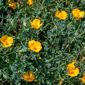 Vente Glaucium flavum - Glaucium flavum