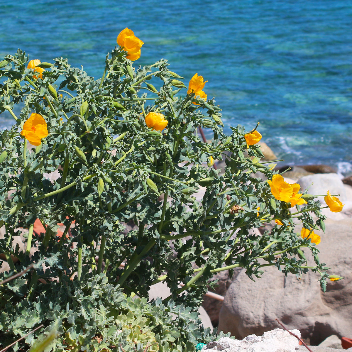 Glaucium flavum - Willemse