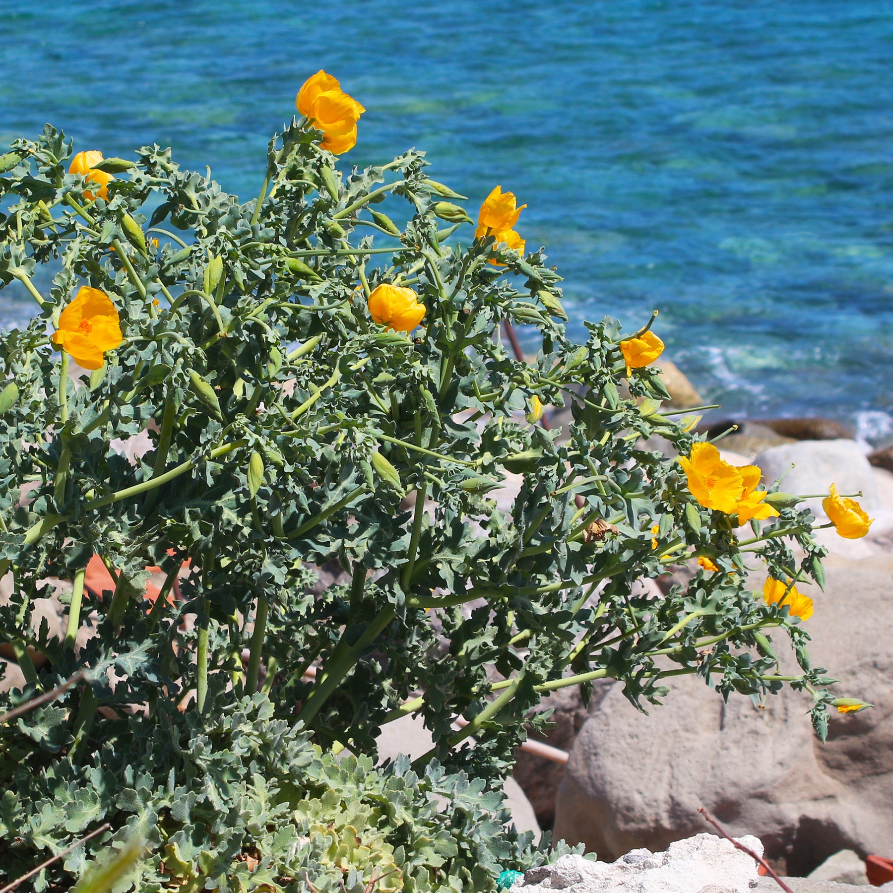 Glaucium flavum - Willemse